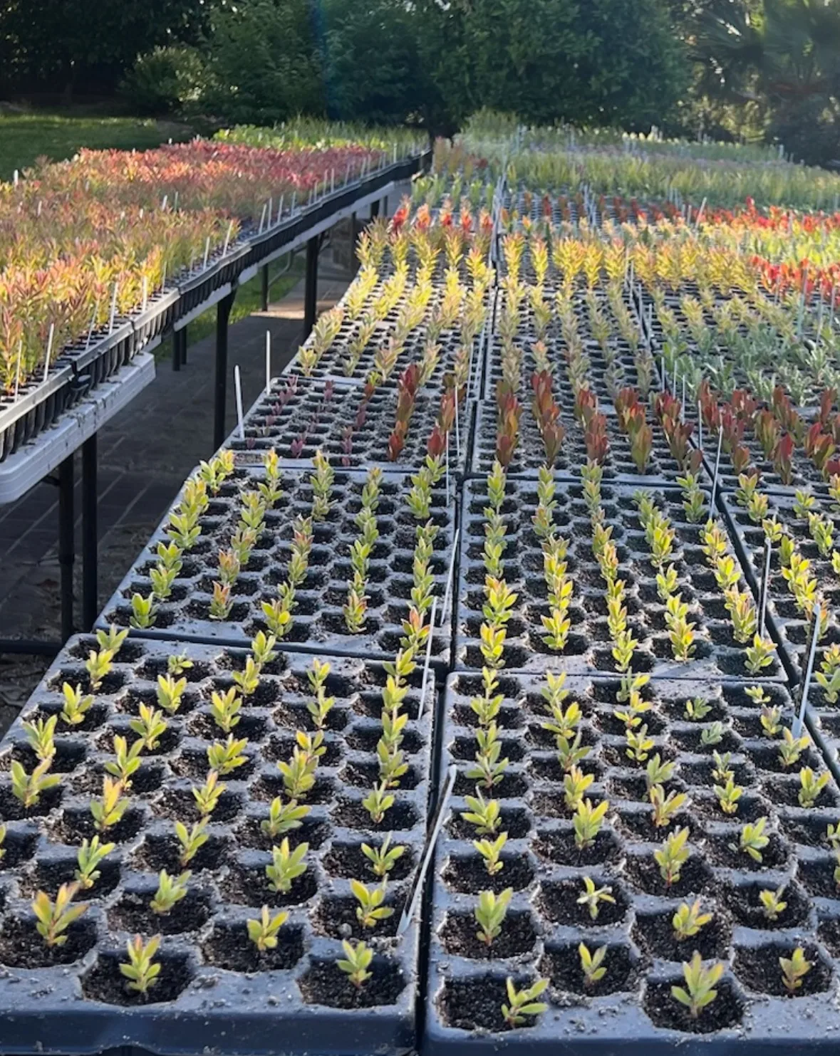 Rows of young Proteaceae cuttings in propagation trays