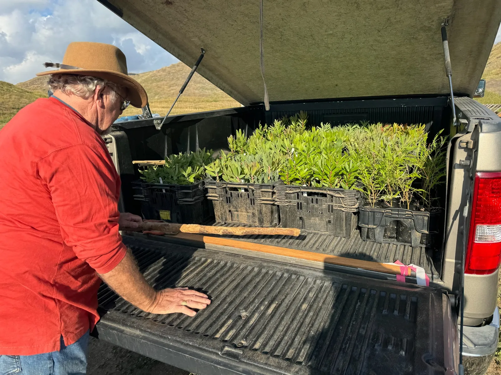 Ben unloading crates of young Proteaceae plants from a pickup truck
