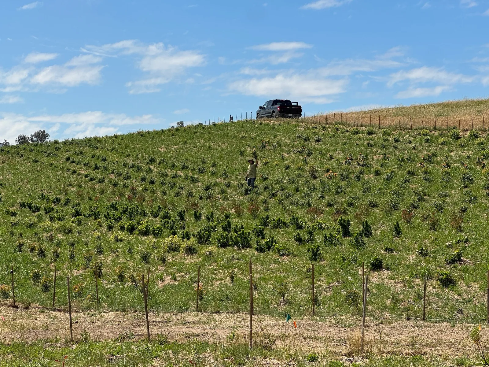 A hillside now planted with rows of young Proteaceae