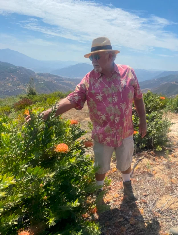 Ben Gill examining an orange pincushion Protea flower in a mature planting