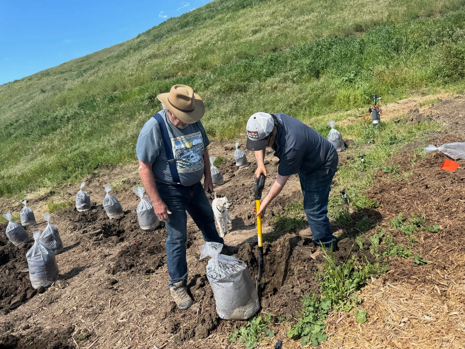 Ben helping dig a planting hole on a hillside