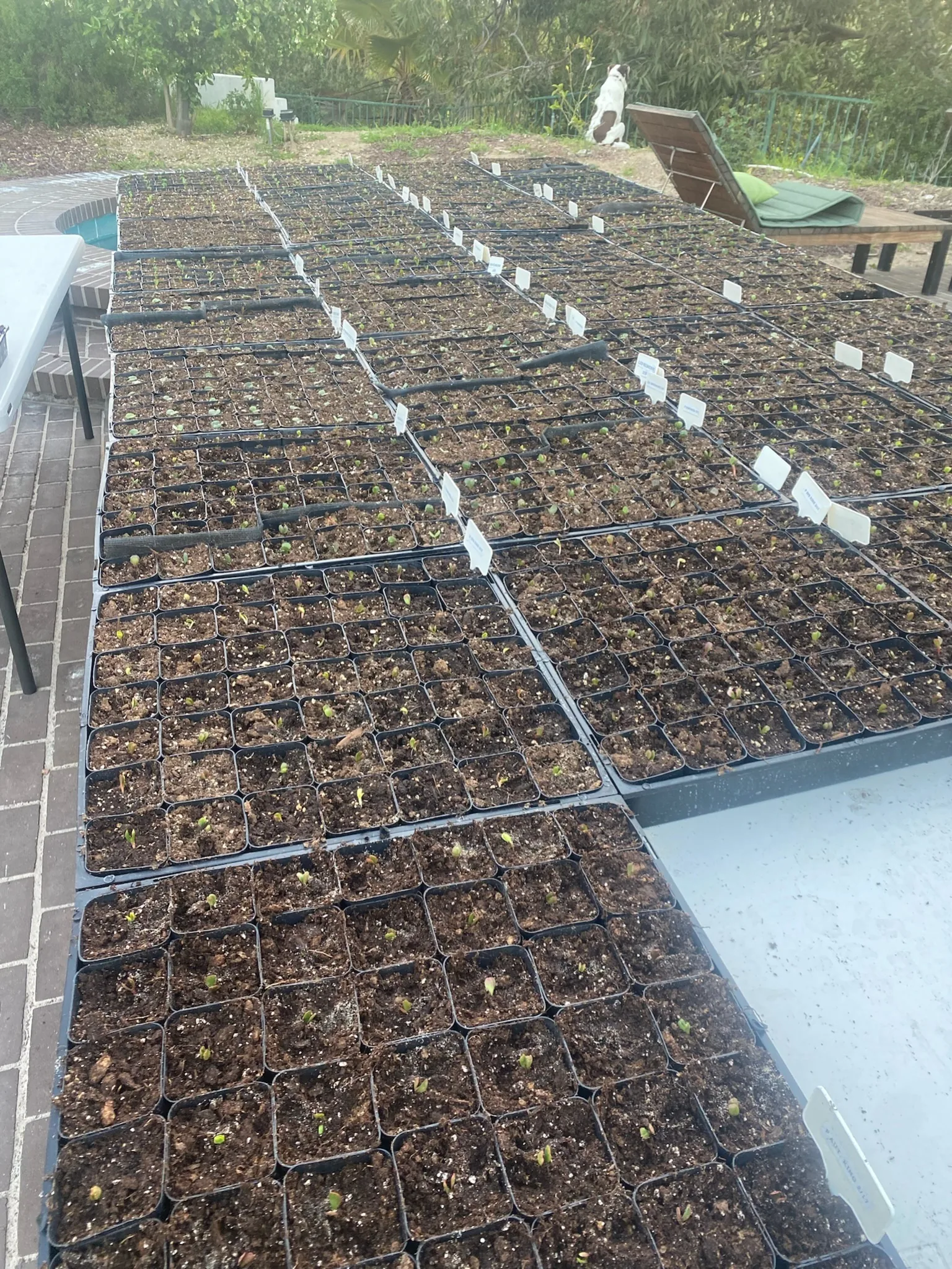 Many labeled trays of newly germinating Proteaceae seedlings